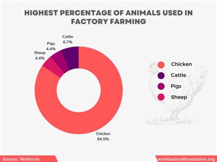 Exposing The Cruelty And Consequences Of Factory Farming