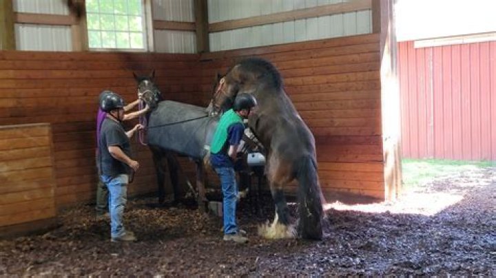 Horses Mating Successful: Understanding Equine Reproduction for Great Results
