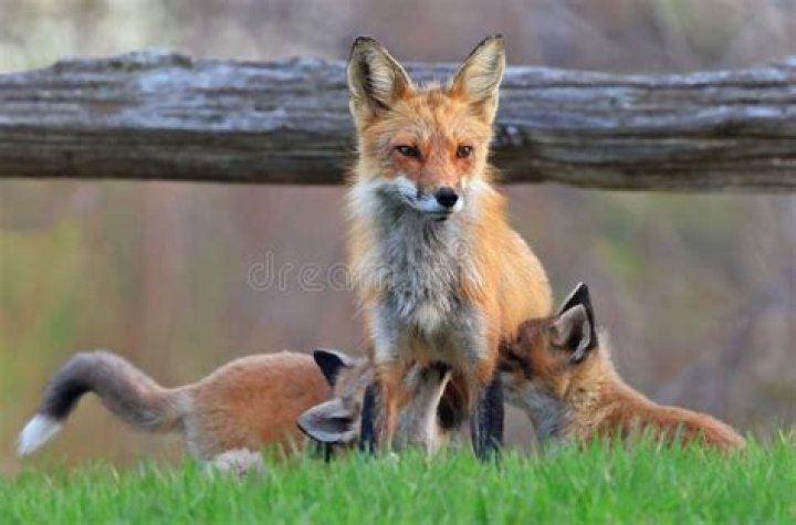 Observing Nature's Wonder: One Fox and Her Two Babies