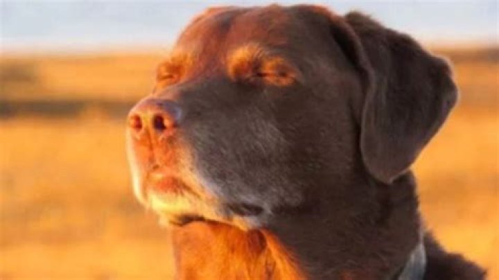 The Charm of the Dog with Eyes Closed Meme: A Look at Internet's Sweetest Snoozes