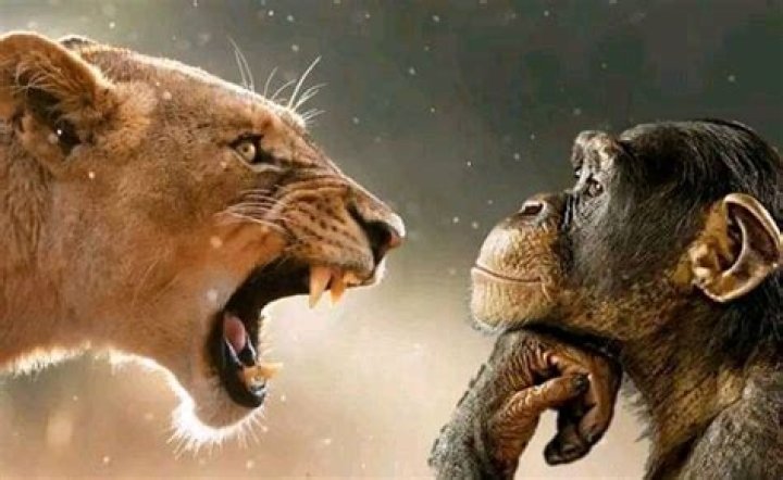 The Roaring Success of the Monkey with Lion Behind Meme: What It Means for Connection Today