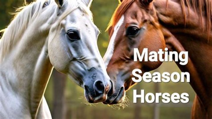 Understanding Horse Mating Season: A Guide for Owners