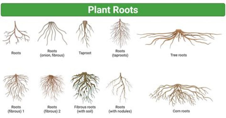 Understanding the Roots: The Story Behind Donna Briggs Parents