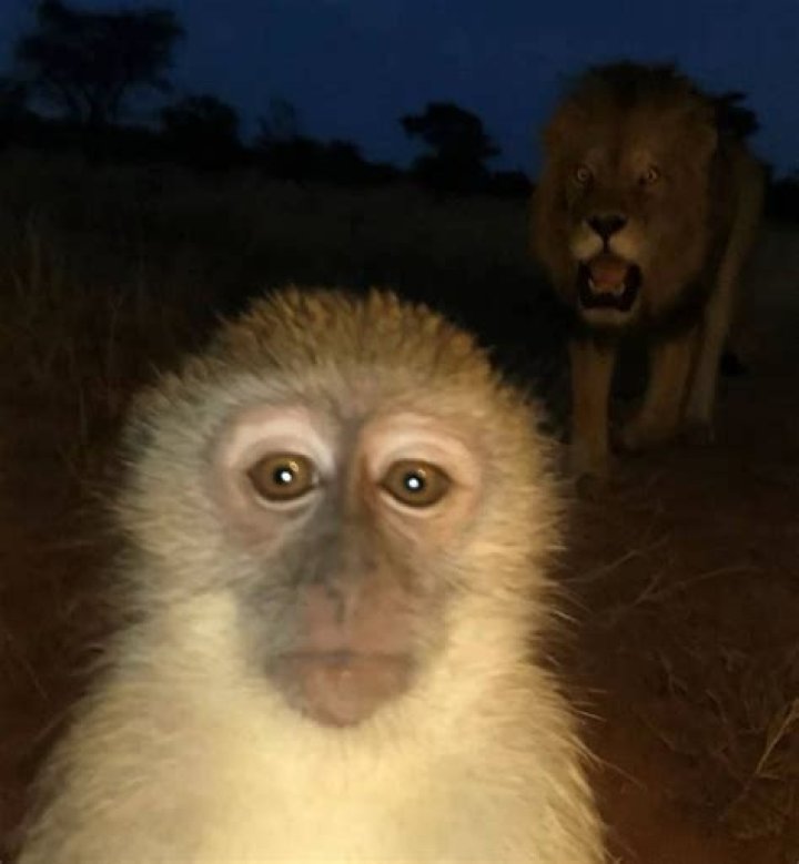 Unpacking the **Monkey with Lion Behind Meme**: What It Really Means